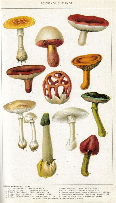 New International Encyclopedia - illustration | Free Photo - rawpixel