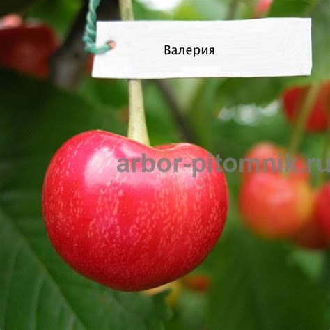 Саженцы черешни Валерия купить в Москве и Подмосковье недорого из питомника