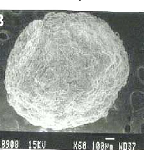 Figure From Formulation And Invitro Evaluation Of Mucoadhesive