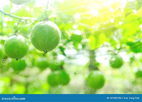 Passion fruit tree stock photo. Image of growing, sweet - 101995796