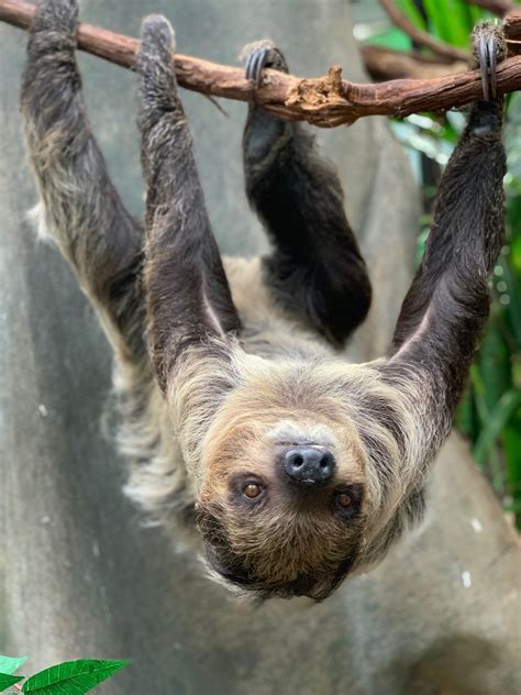 New Two-toed Sloth Arrives at Smithsonian’s National Zoo | Smithsonian ...