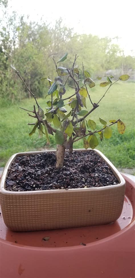 Advice On Wilting Fukien Tea Rbonsai