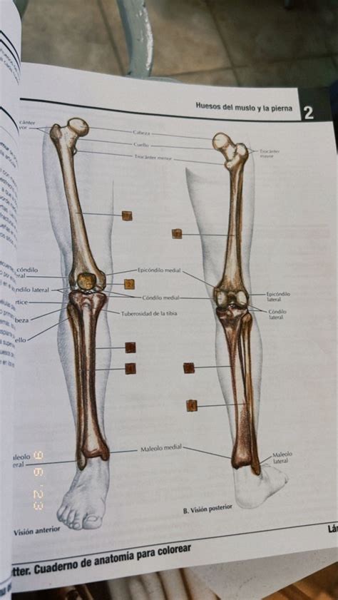 Huesos Del Muslo Y La Pierna Libros De Anatomia Atlas De Anatomia