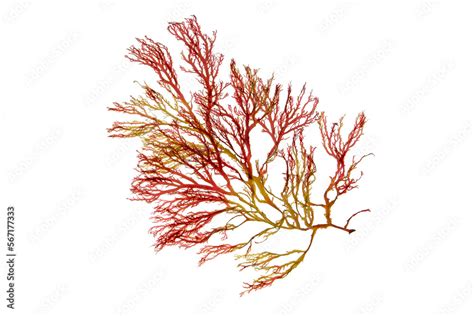 Rhodophyta Algae Red Seaweed Branch Isolated Transparent Png Stock