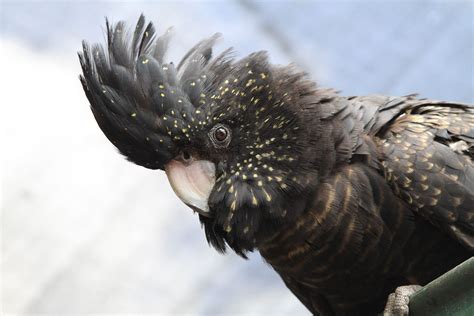 Black Palm Cockatoo Lifespan