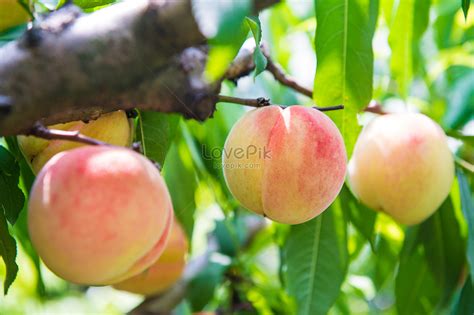 Honey Peach Planting Picture And Hd Photos Free Download On Lovepik