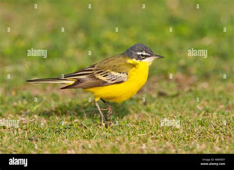 Yellow Wagtail Species Eilat Stock Photo Alamy