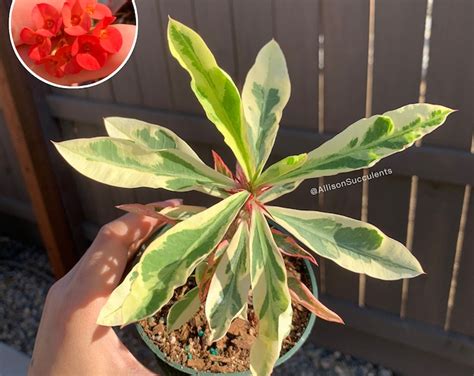 Crown Of Thorns Red Millionaire Euphorbia Milii Corona Dcristo Poysean