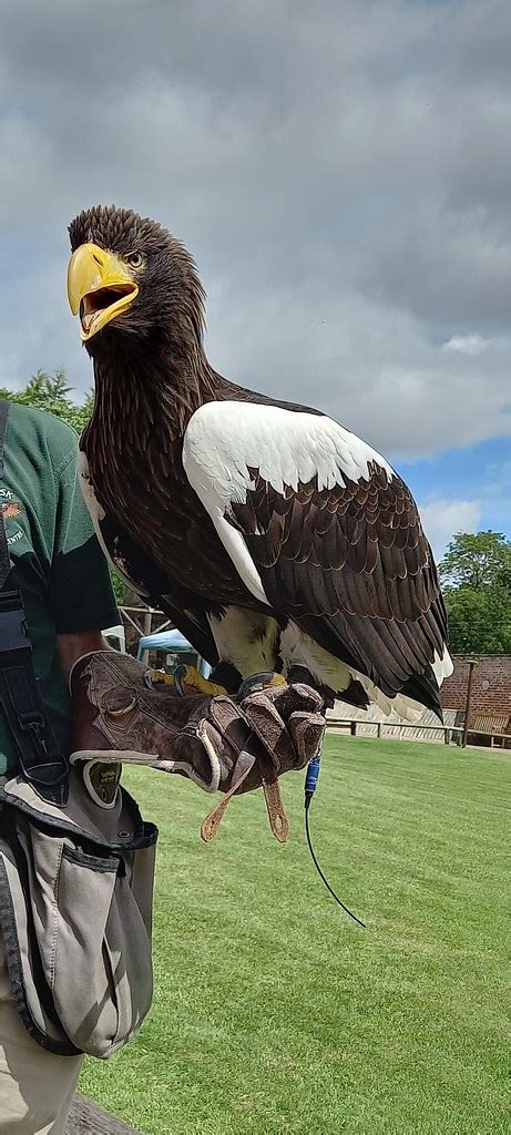 Stella S Sea Eagle At The Thirsk Bird Of Prey Centre Bear Keeper