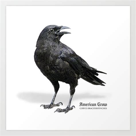 Black Crow Art Print By Digital Crafts Society6