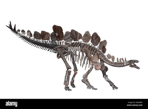 Stegosaurus Skeleton Model For Sale Discounted Outlet | dpise2022.dps ...