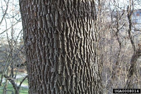 black ash tree identification - Leighann Her