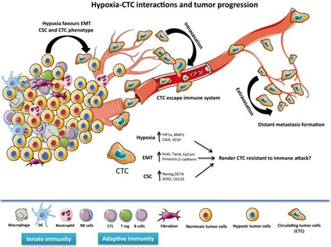 Crosstalk Between Ctc Immune System And Hypoxic Tumor Microenvironment