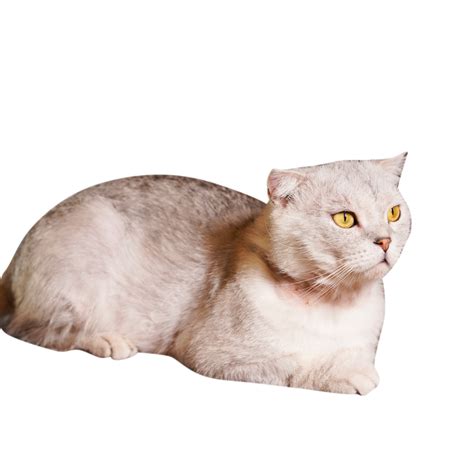 Pet Cat Meow Cat Pet Cat Kitten Cat Png Transparent Image And