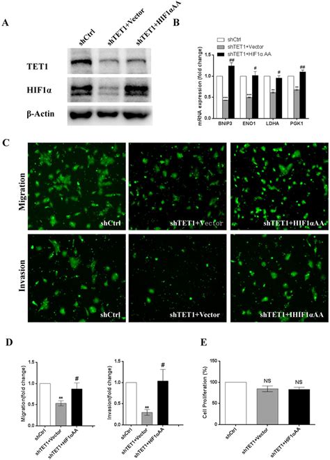 Increased Hif1α Expression Reverses The Inhibitory Effect Of Tet1