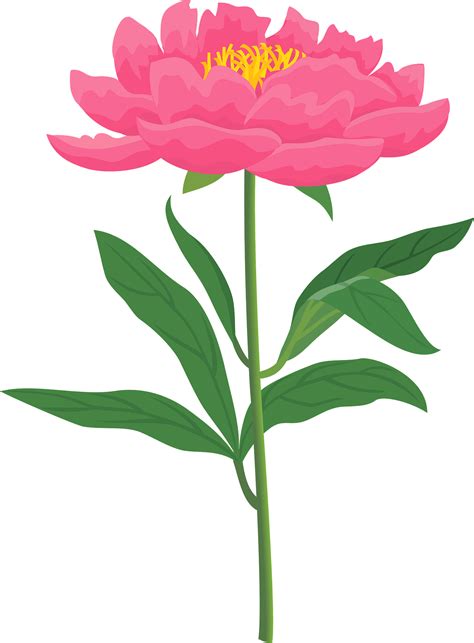 peonies flowers - Clip Art Library
