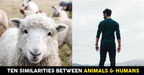 10 Similarities Between Humans And Animals Rvcj Media