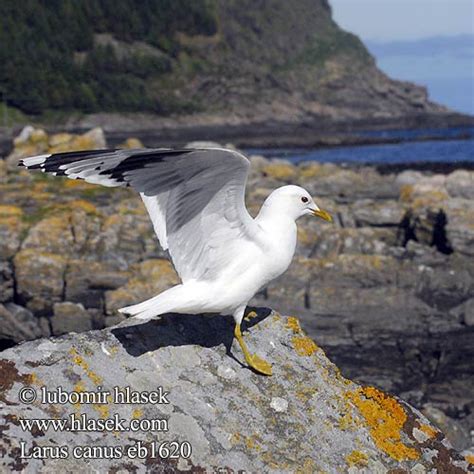 birds eggs nests Larus canus Common Gull Sturmmöwe Goéland cendré ...