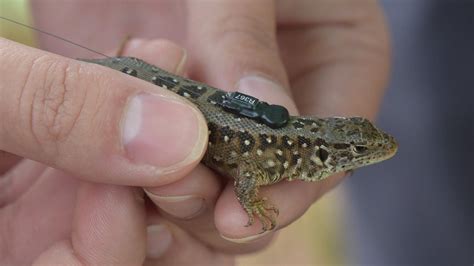 Smooth Snakes Bid To Save The Uks Rarest Reptile With £400k Grant