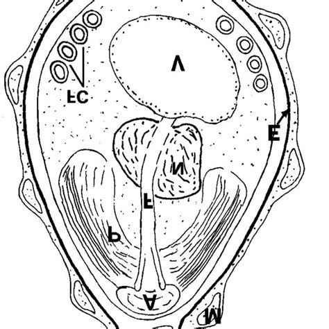 Diagram Of The Mature Spore Of Microsporidium Epithelialis Sp N
