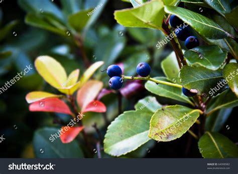 Silky Dogwood Blue Berries Stock Photo 64998982 : Shutterstock