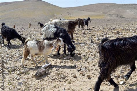 Goat Flock In Naked Mountains Herd Of Bedouin Sheep And Goats In The