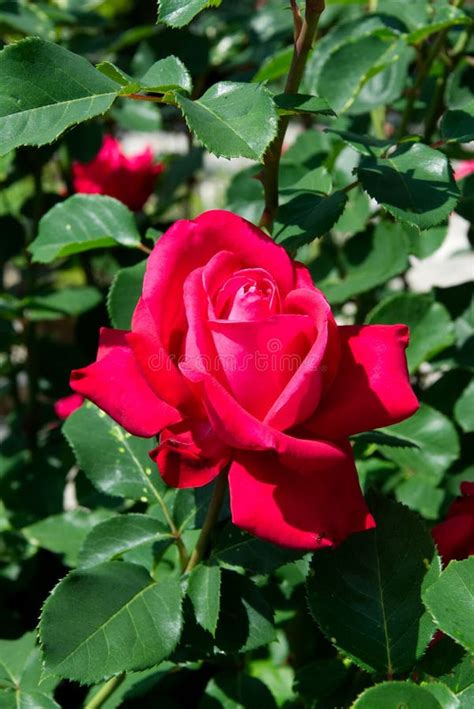 Reddish Pink Rose Blossoms - Garden Flowers Blooming in the Summer Stock Photo - Image of ...