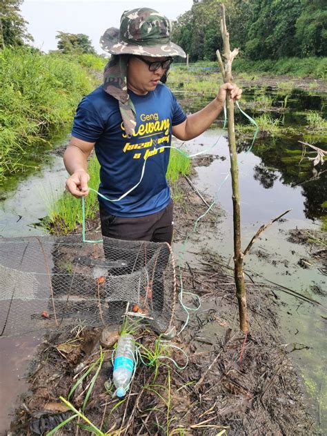 Kepentingan Hutan Paya Air Masin Kepada Manusia Kepentingan Tumbuh