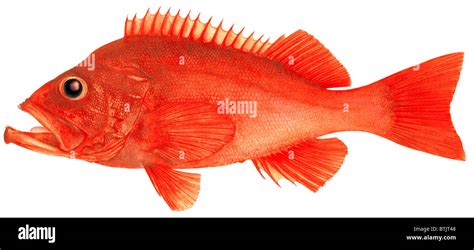 Rose Fish Ocean Perch Sebastes Marinus Drawing Stock Photo Alamy