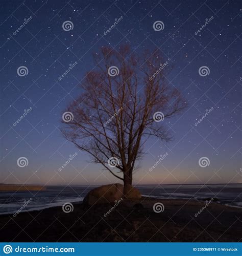 Beautiful Silhouette Of A Tree Under A Starry Blue Night Sky Near The