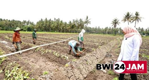 Bupati Banyuwangi Cek Langsung Ketersediaan Air Untuk Pertanian Di