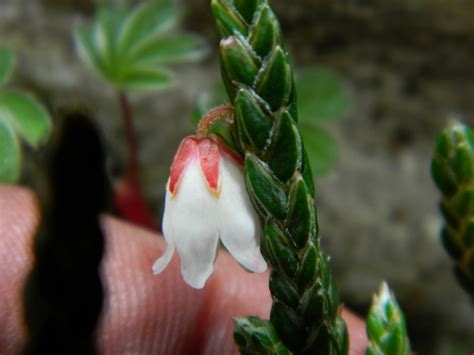 Cassiope Fastigiata Eflora Of India