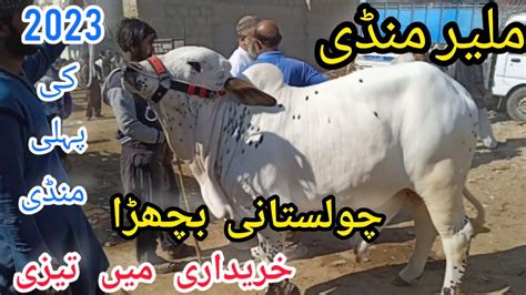 Malir Mandi Karachi Cattle Rates Update Khubsoorat Or Palai