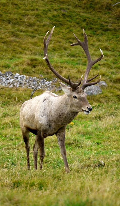 Bukharabactrian Deer Male By Thewolfwithinme On Deviantart