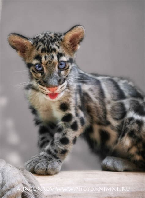 Funny Wildlife • Adorable Clouded Leopard Cub By Anton Jaguarov