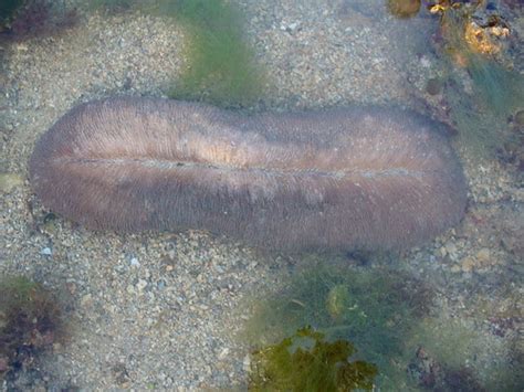 Naturescouter Naked Hermit Crab Nhc S Sentosa Guided Walk