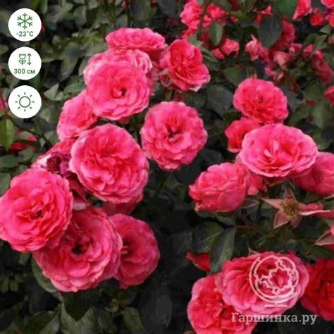 Роза Антик плетистая, Топалович купить в Москве по низкой цене ...