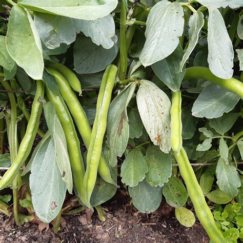 Quand Et Comment Semer Les F Ves Dans Son Potager Jardin D Essai