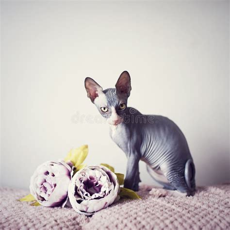 Sphynx Kitten Sitting On Pink Blanket With Peony And Looking Angry Naked Hairless Domestic Cat