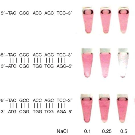 Step By Step Aunp Functionalization With Thiol Modified Oligonucleotide