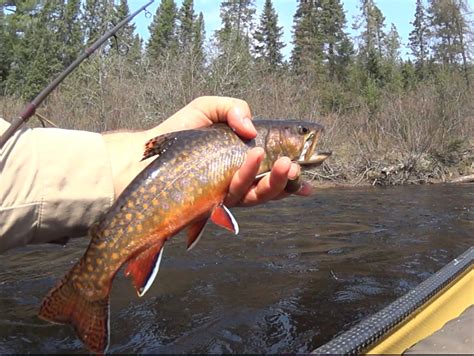 AlgonquinAdventures Solo Tim River Nipissing River Burntroot