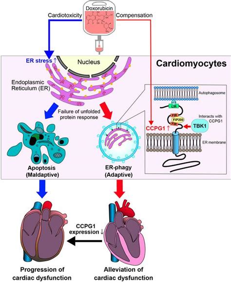 Intracellular Recycling The Key To Surviving Eurekalert