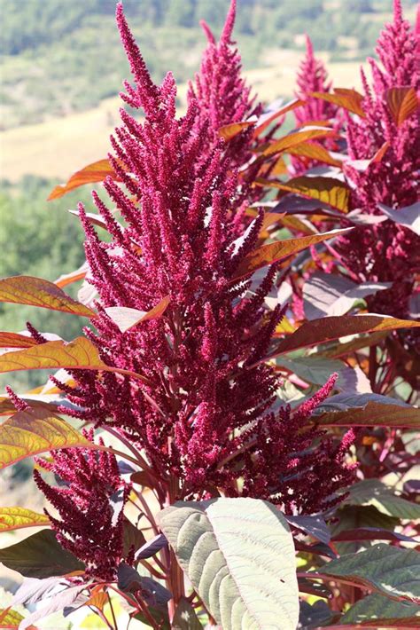 L Amarante Fleur Ou L Gume La Terre Est Un Jardin