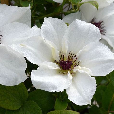 Clematis Boulevard Ninon Yougardener