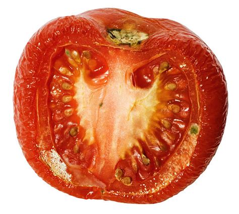 Rotten Tomato Stock Photos Pictures And Royalty Free Images Istock