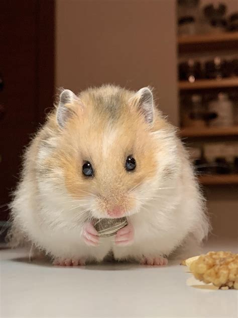 Reddit Meet Pesto The Fluffiest Ball Of Fluff Ever Rhamsters