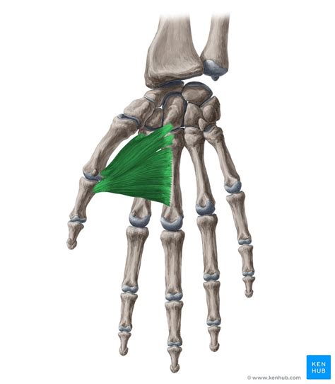 Abductor Pollicis Brevis Muscle - Anatomy of Hand / The csp was ...