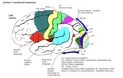 Premotor Cortex - Physiopedia