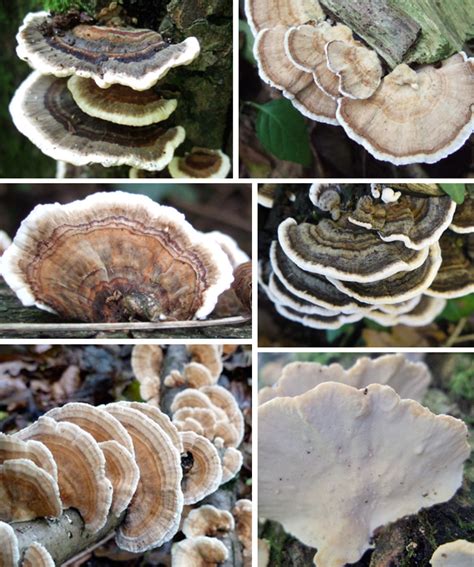 Shelf Fungi Identification