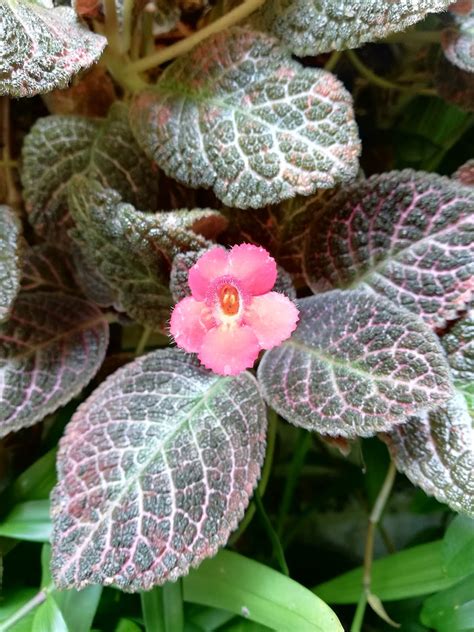 Garden Chronicles Of James David Episcia Collection Kee Wee